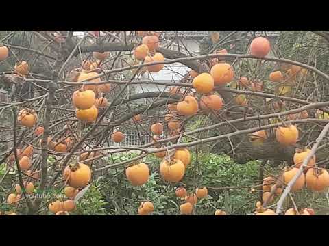 شاهد شجرة تفقد اوراقها وتعطي ثمارها سبحان الله شجرة الكاكا