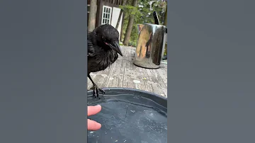 Crippled crow learns how to walk #corvids #crow #inspiration