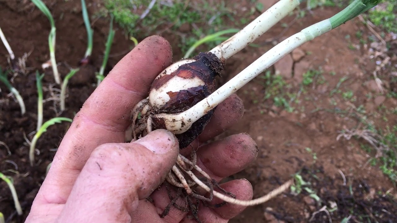 NERGİS SOĞANLARI NASIL VE NE ZAMAN DİKİLİR?