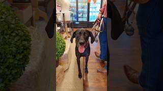 A Dog Lover's Guide to Hickory, NC
