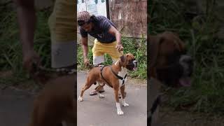 BOXER DOG|Max Boxer03|Boxer Dog Malayalam