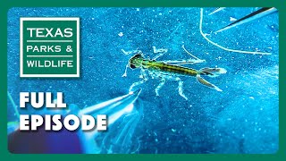 Water Bugs, Rolling Plains Wildlife, & Turkey Hunter | Texas Parks & Wildlife Series (Full Episode)