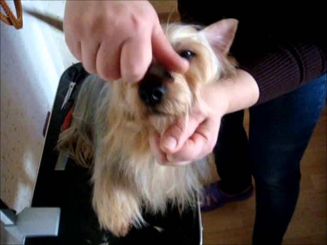 Стрижка силки терьера