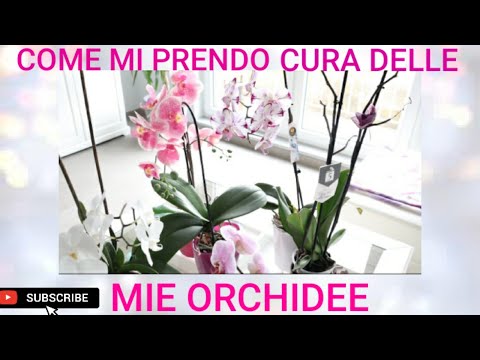 Video: Cura dell'orchidea indoor - Come mi prendo cura di un fiore di orchidea?