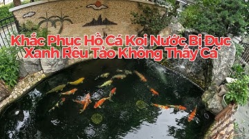 Khắc Phục Hồ Cá Koi Nước Bị Đục, Xanh Rêu Tảo Không Thấy Cá #zenkoifarm #koi #fish #cakoi #kienthuc