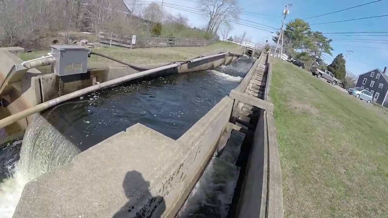 Herring Run/Wareham Ma.