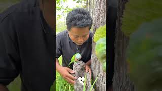 A Man Walk To See Parrots Nest Part 04. #wildlife #capeparrot #lorikeet #birdworld #birdspotter