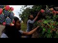 PANEN BUAH LIAR DI JERMAN, ADIK KAKAK BERTENGKAR HEBAT | PANEN aLa KELUARGA BAHAGIA DI JERMAN