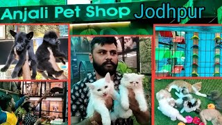 Persian Cat /Parsian Cat's Kittan/All Dog Pappies/Anjali Pet shop Jodhpur