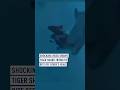 Terrifying Video Captures Tiger Shark Trying To Bite Off Diver S Head Terrifying Video Captures Tiger Shark Trying To Bite Off Diver S Head