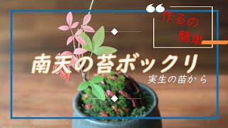 【南天の苔ボックリ】秋になって実生の南天苗が紅葉したので、苔ボックリ(松ぼっくりの苔盆栽)に仕上げてみた sacred bamboo mini moss bonsai