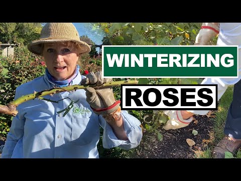 Video: Mounding Roses: Mounding and Mulching Roses For Winter