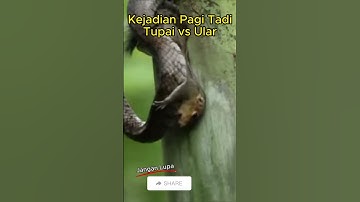 Kejadian Tadi Pagi Tupai vs Ular