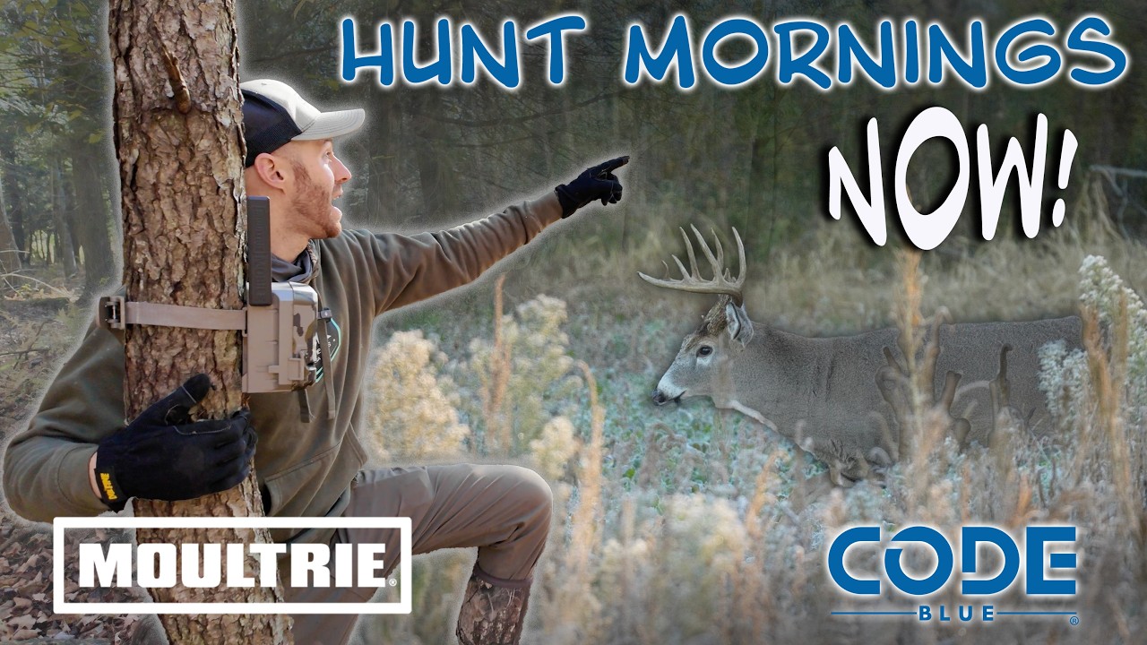 New York Bow Hunting - Bucks Scraping