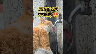 Çok Susamış Bir Kedicik Üren