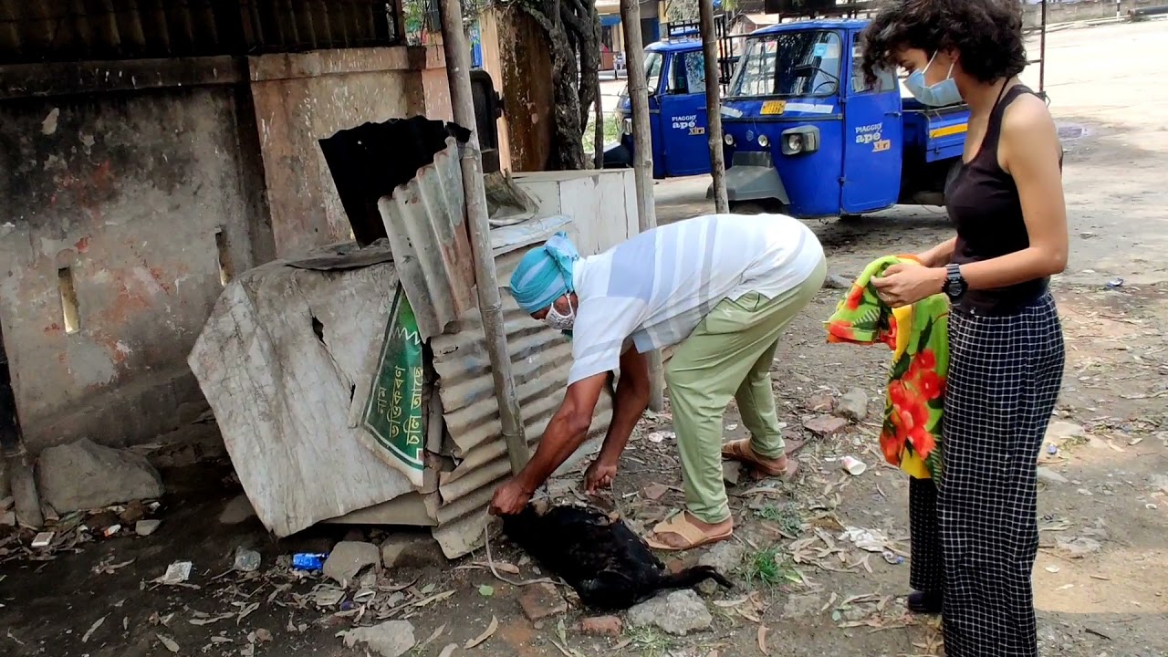 Street Dog rescued from Bonda, Narengi by Team PFA | People For Animals, Guwahati | 