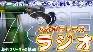 グッピーの病気の治し方と、ミネラルの使い時。海外ブリーダーの見解から読み解きます！そういうことか・・・(ラジオ)【ふぶきテトラ】