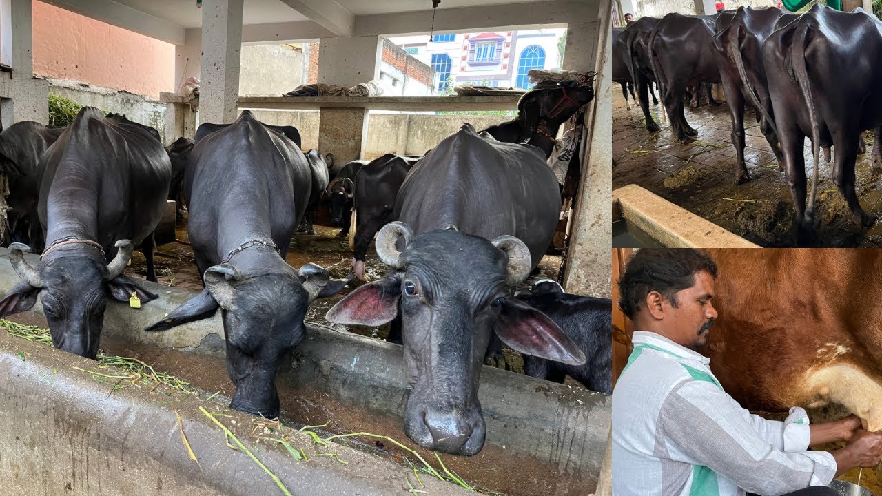 SUCCESSFUL DAIRY FARM IN HYDERABAD TELANGANA SUCCESS STORY Murrah dairy