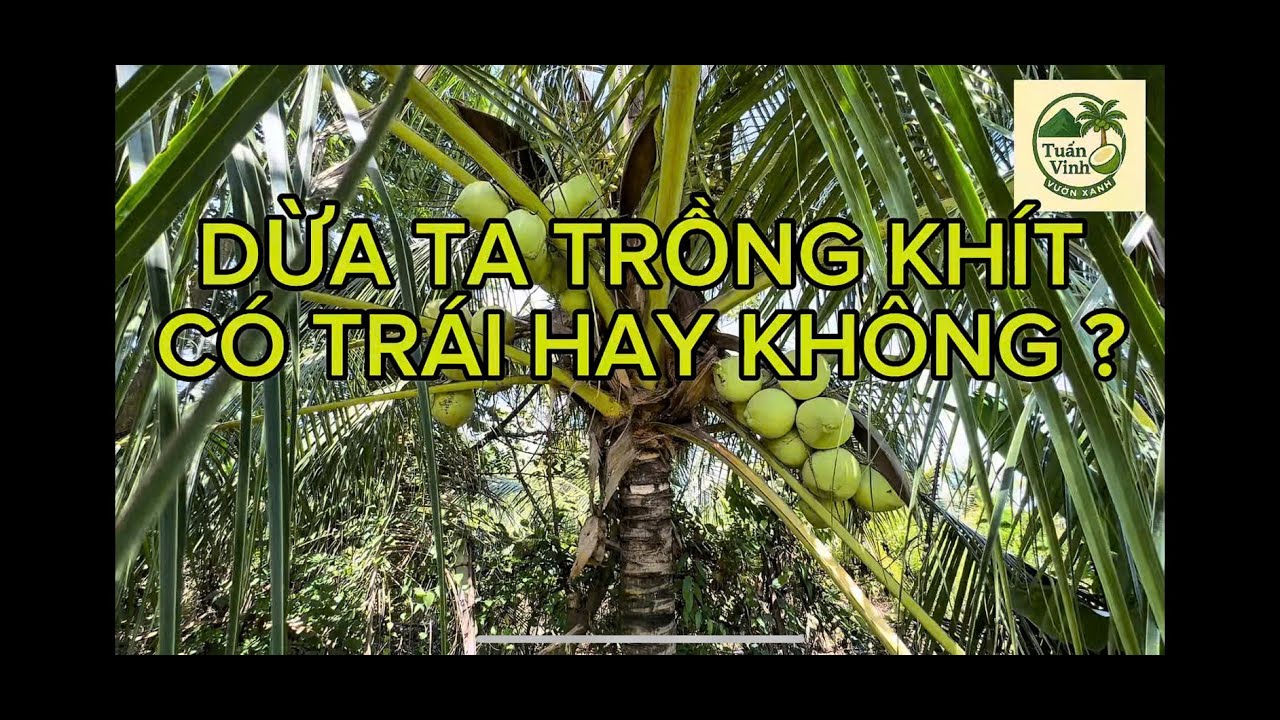 #4 | DỪA TA TRỒNG KHÍT CÓ TRÁI HAY KHÔNG ? | TUẤN VINH VƯỜN XANH