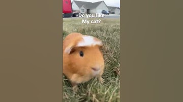 Thumbnail of Rate my car 1-10000 #pets #memes #funny #dog #cat #shorts #guineapig