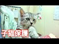 殺処分寸前だった子猫を保護しようと思う。
