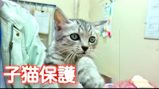 殺処分寸前だった子猫を保護しようと思う。