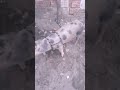 #pig #animals #piggy #bull #piglet
