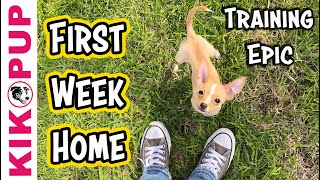 What I Trained my Puppy in the FIRST WEEK