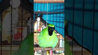 cucak ijo isian gereja sambung cungkok #cucakijo #burung #birds #masterancucakijo