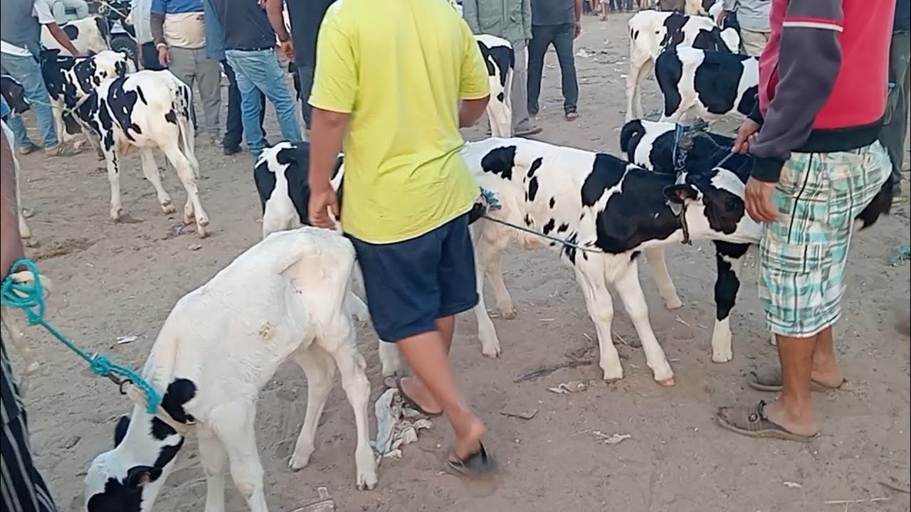سوق الابقار🐄🐄و الماشية بقفصة/مراقبة مرض الجلد العقدي المعدي لدى الابقار