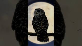 Palermos Macabre Crypt horrorstories hauntedplace palermo creepy mustvisit capuchincatacombs