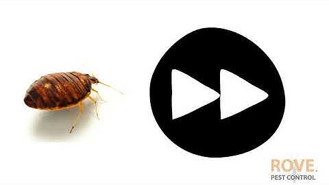 How fast do bed bugs spread?