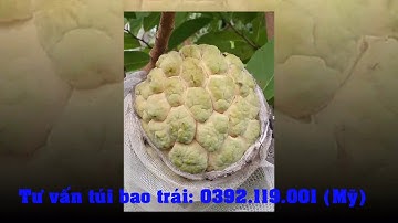 Túi bọc trái cây các loại vải không dệt sử dụng nhiều lần | Shop Yêu Cây Trồng