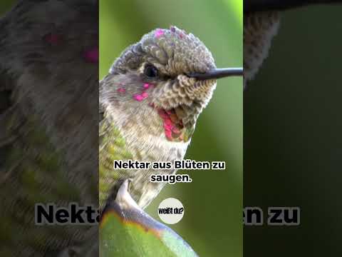 Der Kolibri #shorts