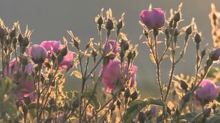 pureDKNY a drop of rose screenshot 1