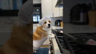 Is This Corgi The Next Top Chef?