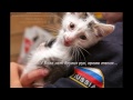 Спасённые животные и их загородная обитель Приют Новосибирск