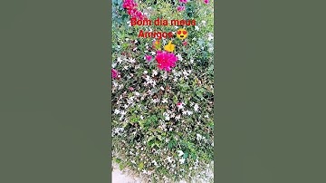 Thumbnail of Vamos que vamos ❤️ #flores #plantas #music #amor #abejas #alegria #jardin #love #humor