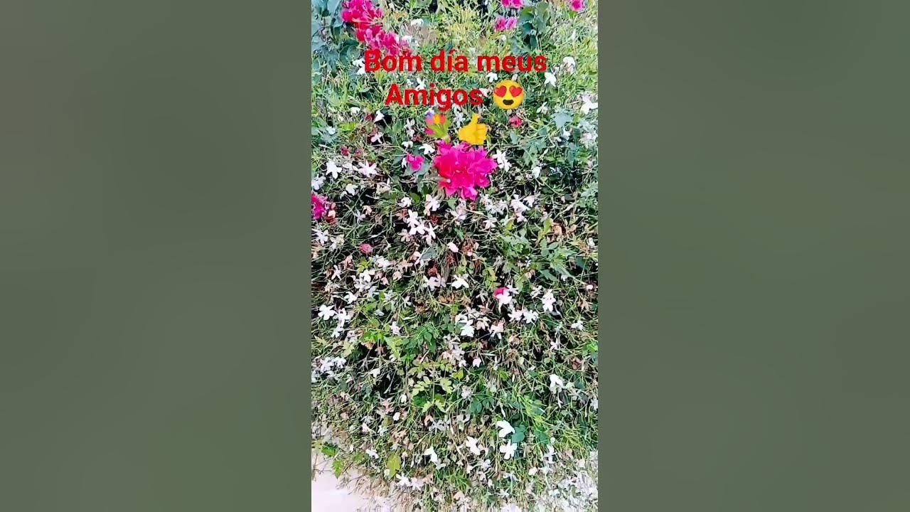 Vamos que vamos ❤️ #flores #plantas #music #amor #abejas #alegria #jardin #love #humor Vamos que vamos ❤️ #flores #plantas #music #amor #abejas #alegria #jardin #love #humor