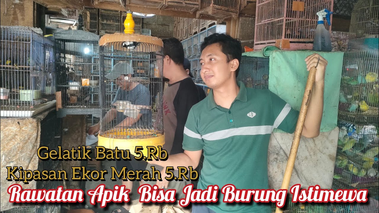 Rawatan Apik Burung 5.RB Bisa Jadi Mewah 