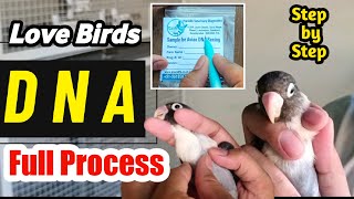 Love Bird DNA Testing Full Process Step by Step | DNA का Sample कैसे और कहाँ भेजा जाता है।