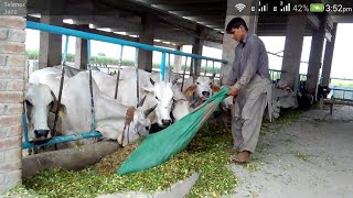 Cow farming/modern dairy farming in pakistan