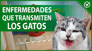 ¿Por qué los gatos temen a los humanos?