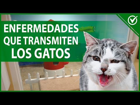 🐱 Enfermedades que Transmiten los Gatos a los Humanos 🐱🦠 hqdefault