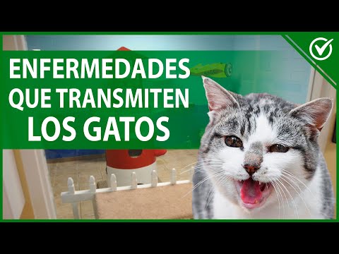 Video: Make Room Puppy Bowl: peces, gatitos y conejos están listos para jugar