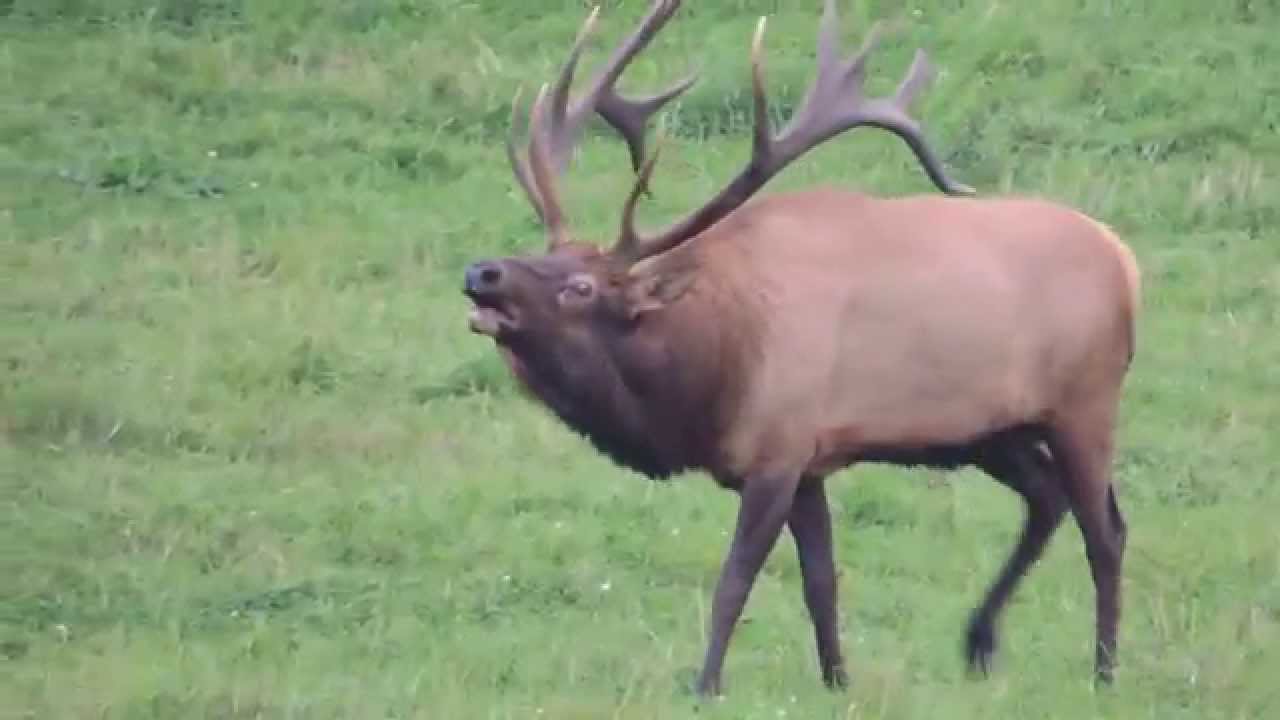 Monster Pennsylvania Elk tending to his cows