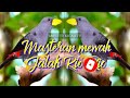 Masteran Mewah Jalak Rio Rio Speed Rapat Tajam Durasi Panjang Mp3 - Mp4 Download