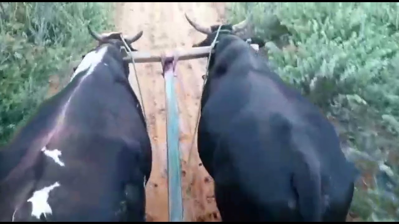 TRANSPORTE DE ANTIGAMENTE CARRO DE BOI 🐮😎