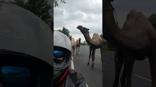 Motorbiker Filming Camels as They Pass One by One Next to Him