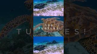 Turtles extravaganza:Balicasag island dive ???